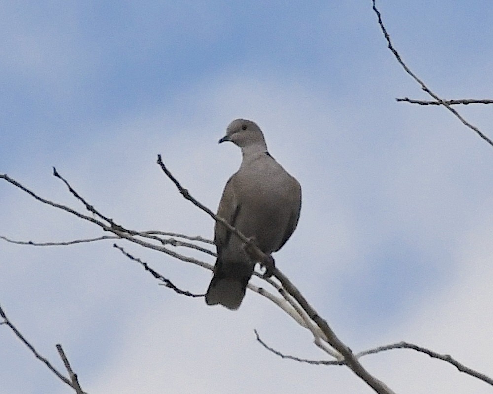 Eurasian Collared-Dove - ML609524614