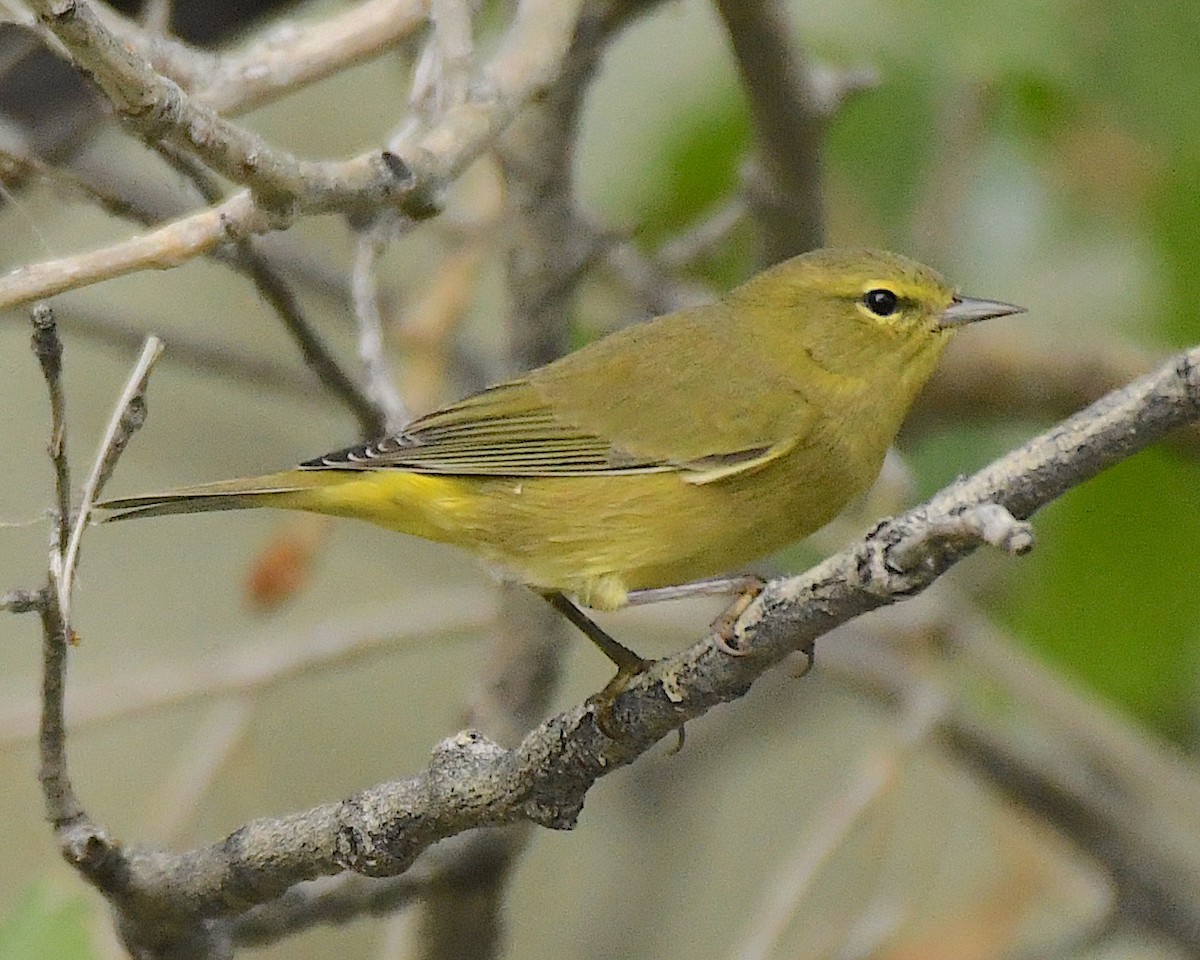 Orange-crowned Warbler - ML609524663