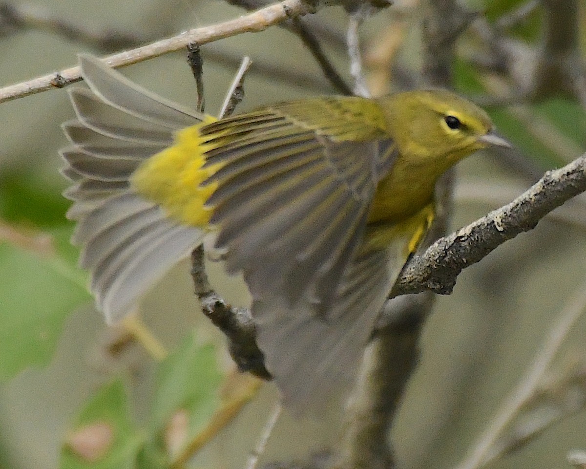 Orange-crowned Warbler - ML609524698