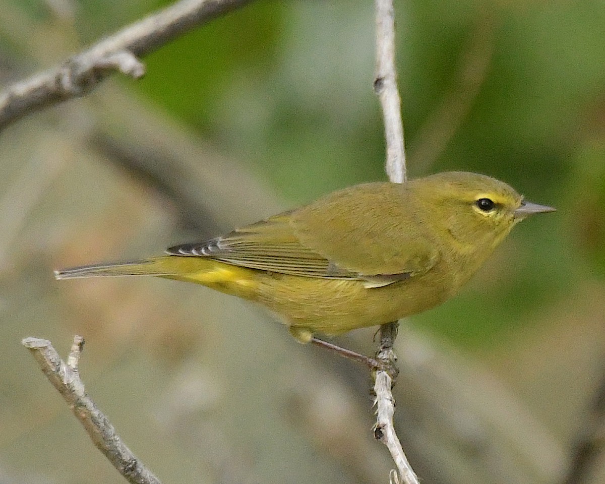 Orange-crowned Warbler - ML609524737