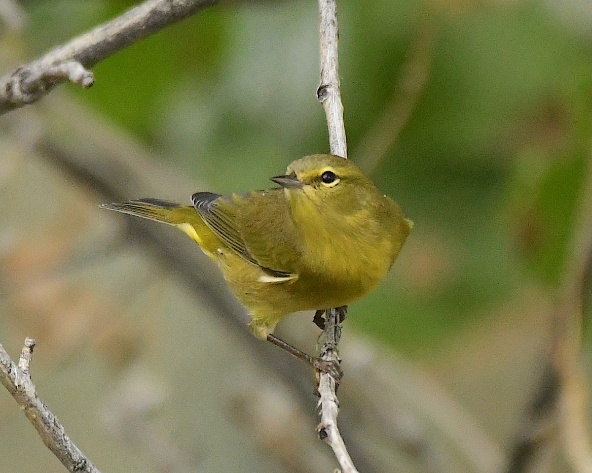 Orange-crowned Warbler - ML609524763