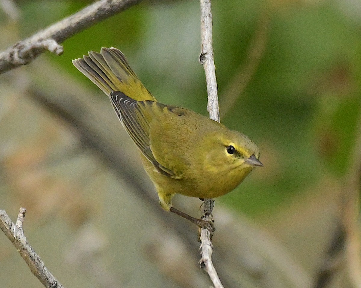 Orange-crowned Warbler - ML609524773