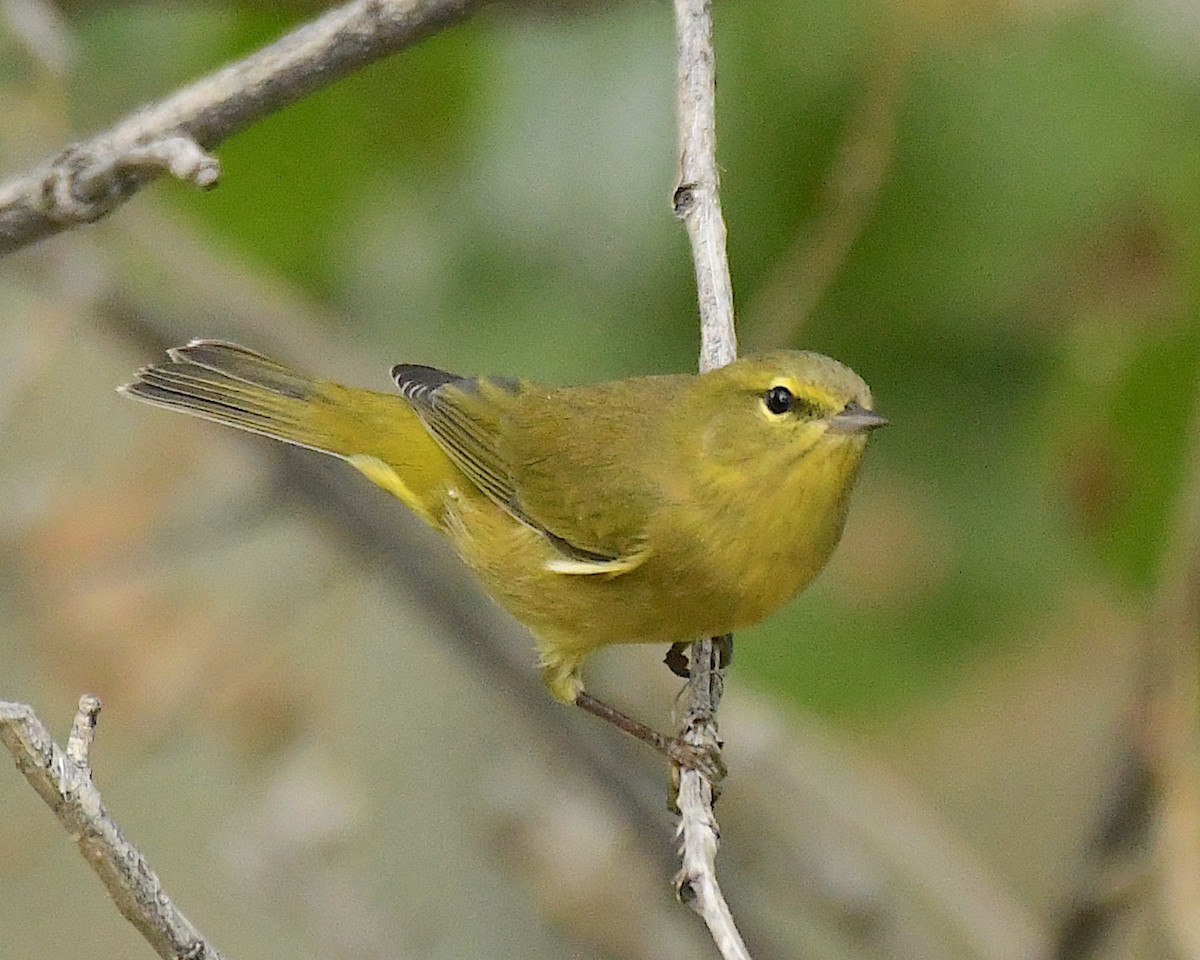 Orange-crowned Warbler - ML609524800