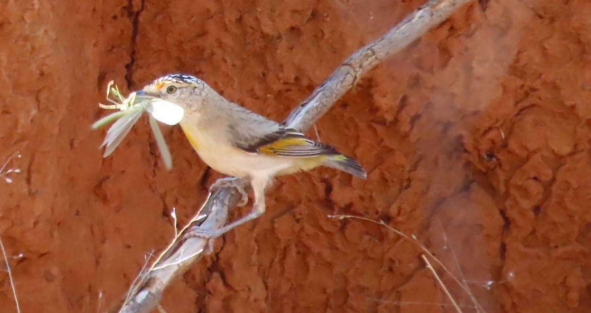 Pardalote à sourcils rouges - ML609524876