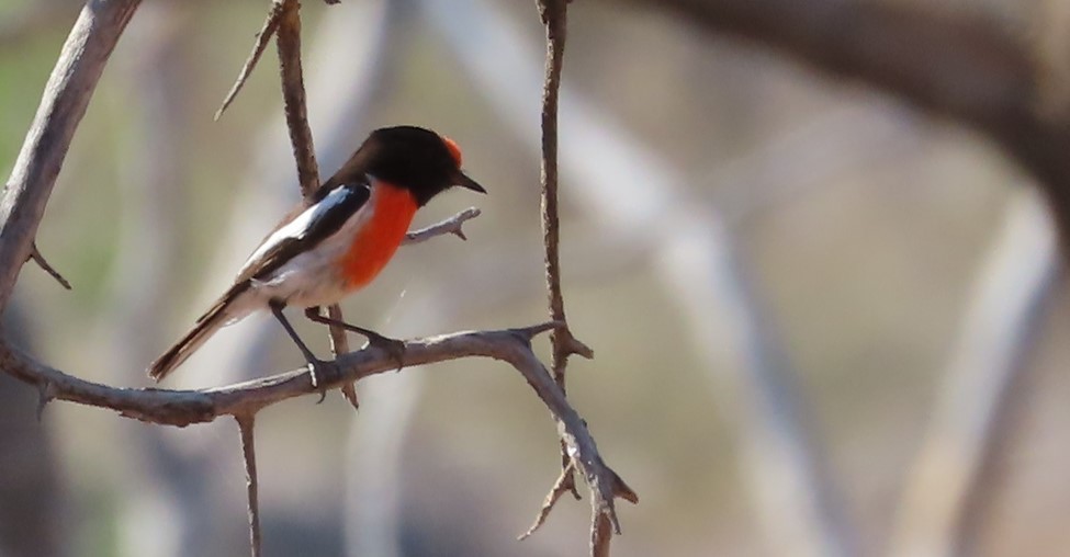 Red-capped Robin - ML609524879