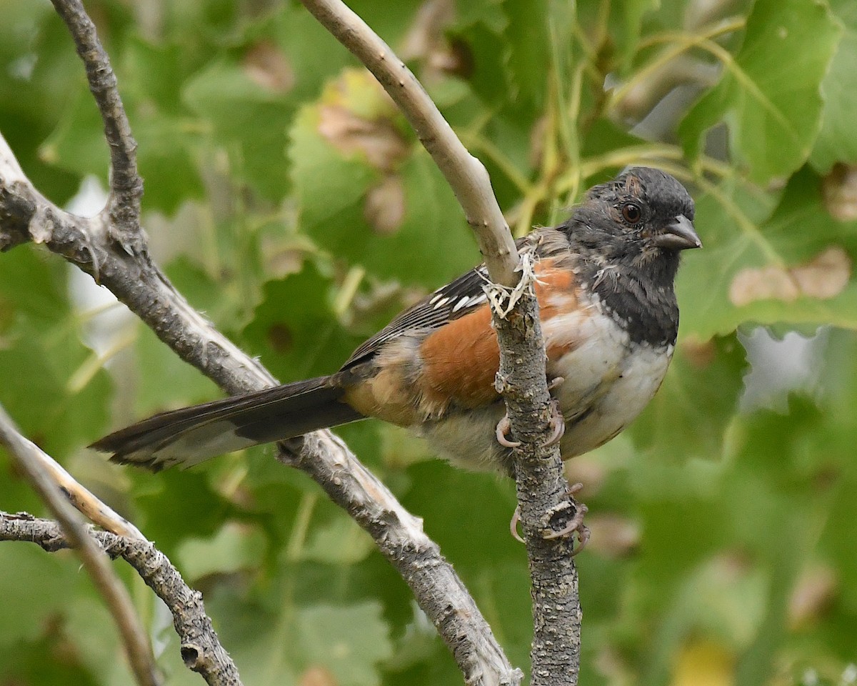 Spotted Towhee - ML609524913