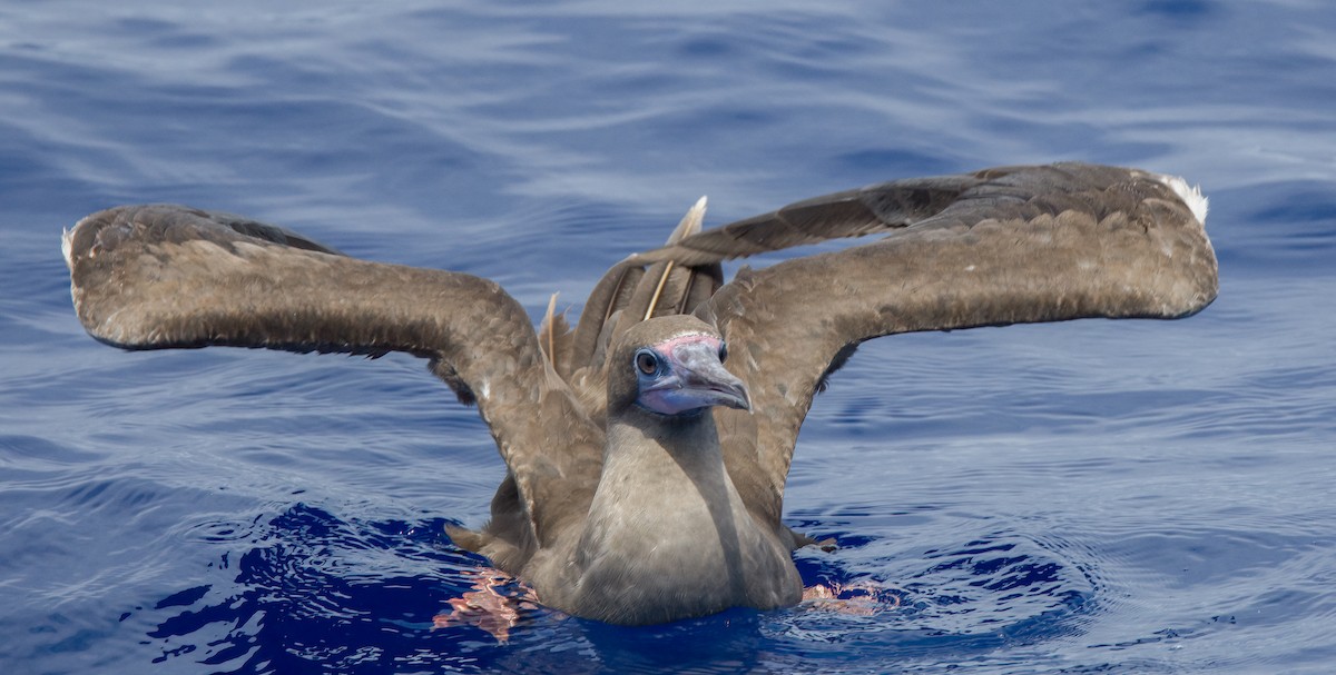 Red-footed Booby - ML609524914