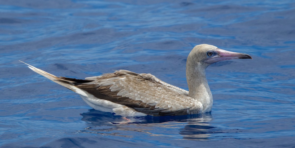 Red-footed Booby - Linus Blomqvist