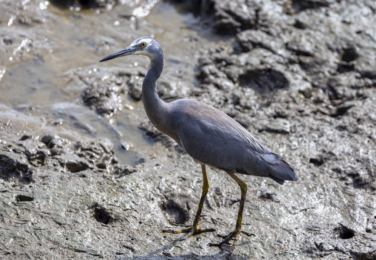 White-faced Heron - Jill Duncan &  Ken Bissett