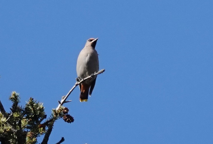 Bohemian Waxwing - ML609524957