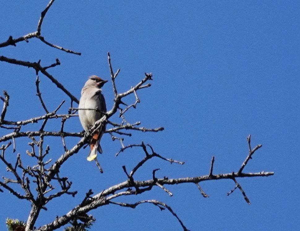 Bohemian Waxwing - ML609524958