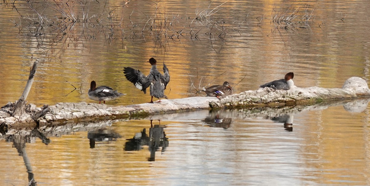 Common Merganser - ML609524964