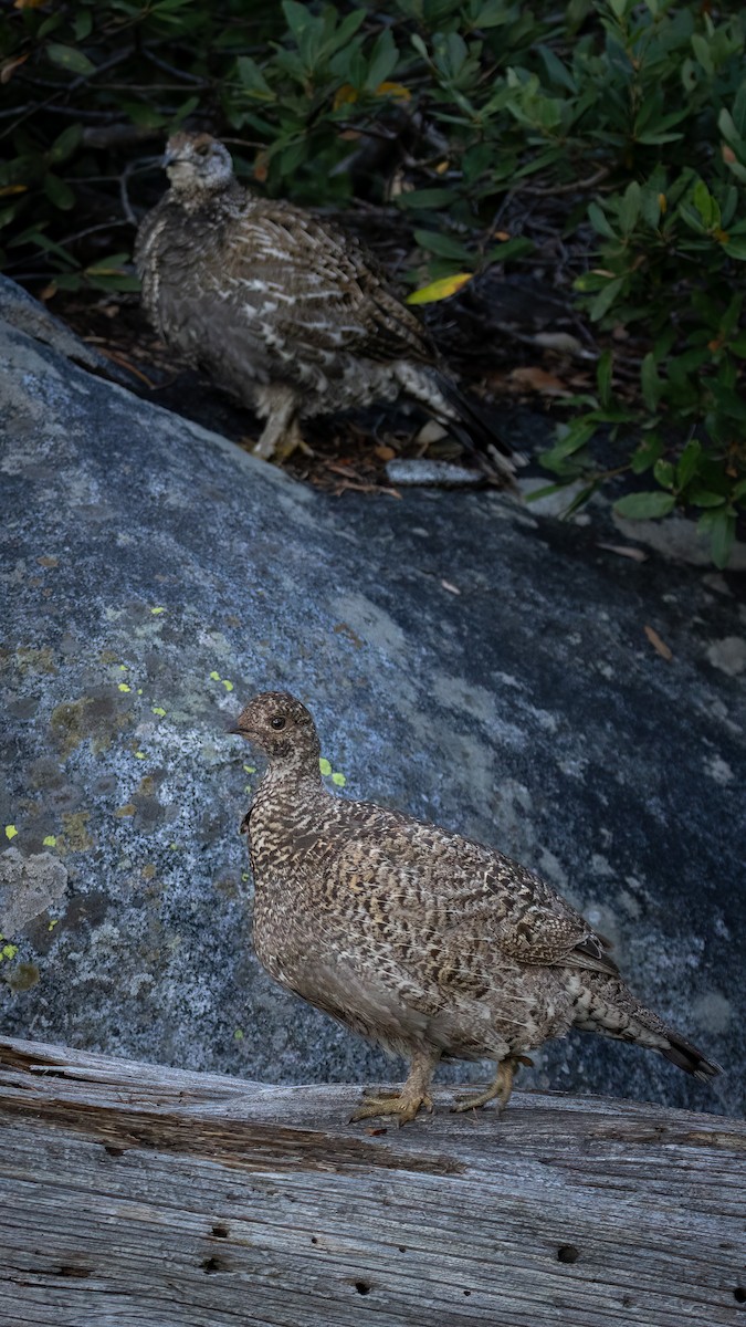 Sooty Grouse - Ryan Wallace