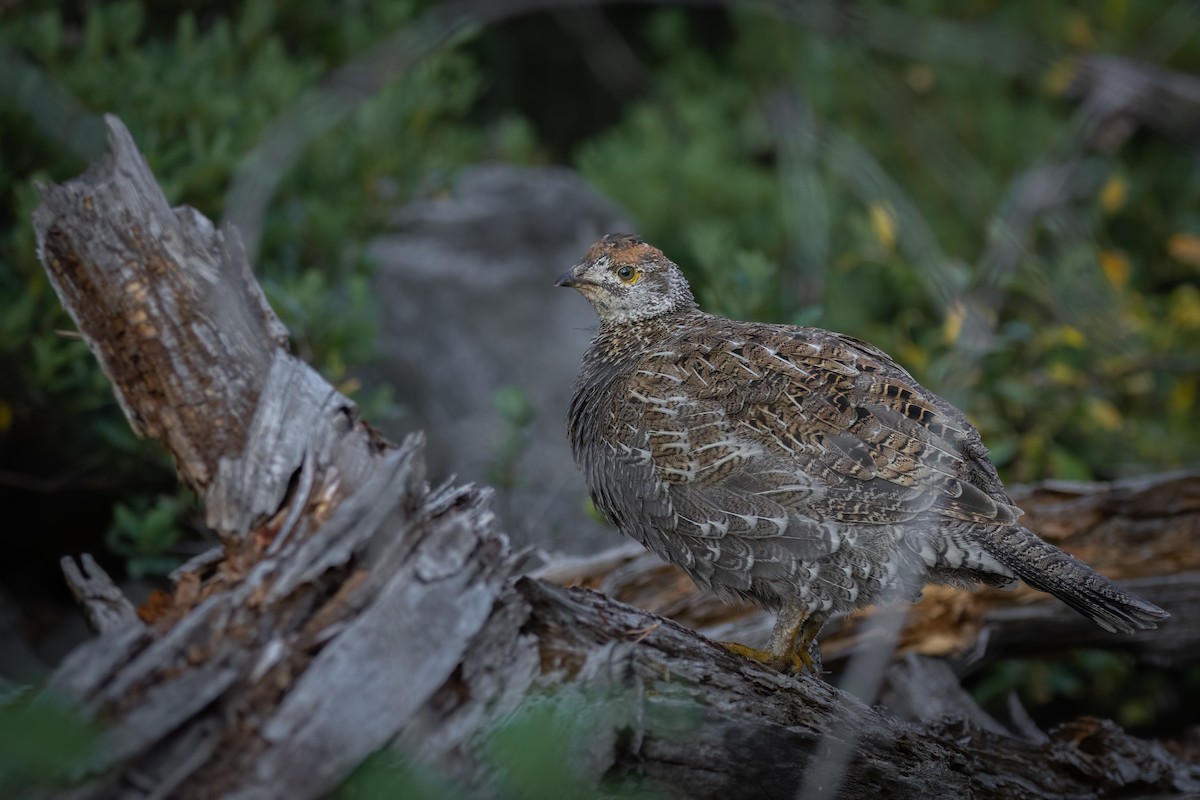 Sooty Grouse - ML609525078