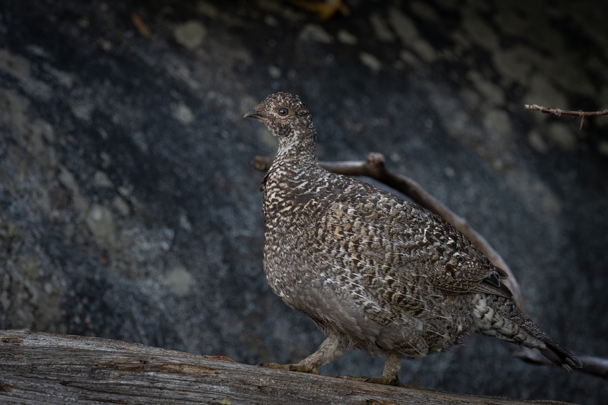 Sooty Grouse - ML609525080