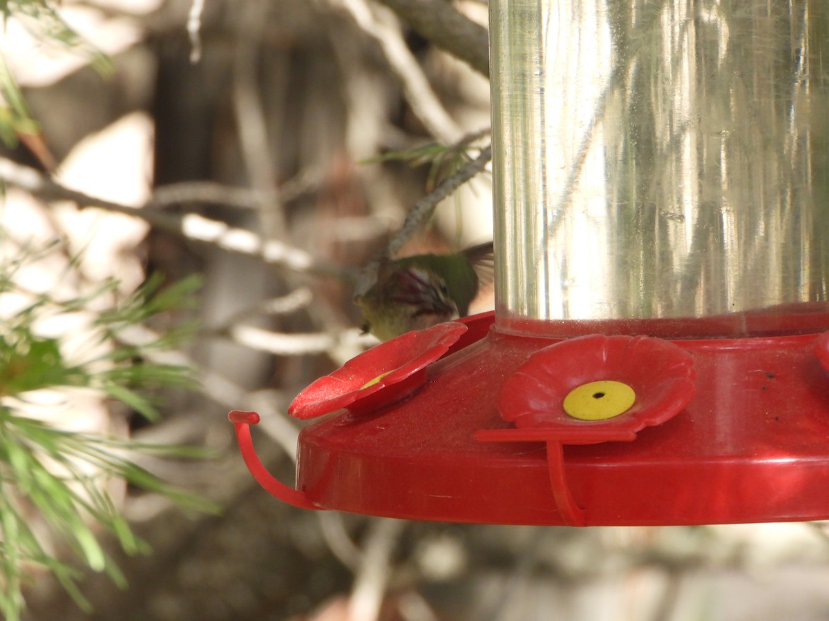 Calliope Hummingbird - ML609525115