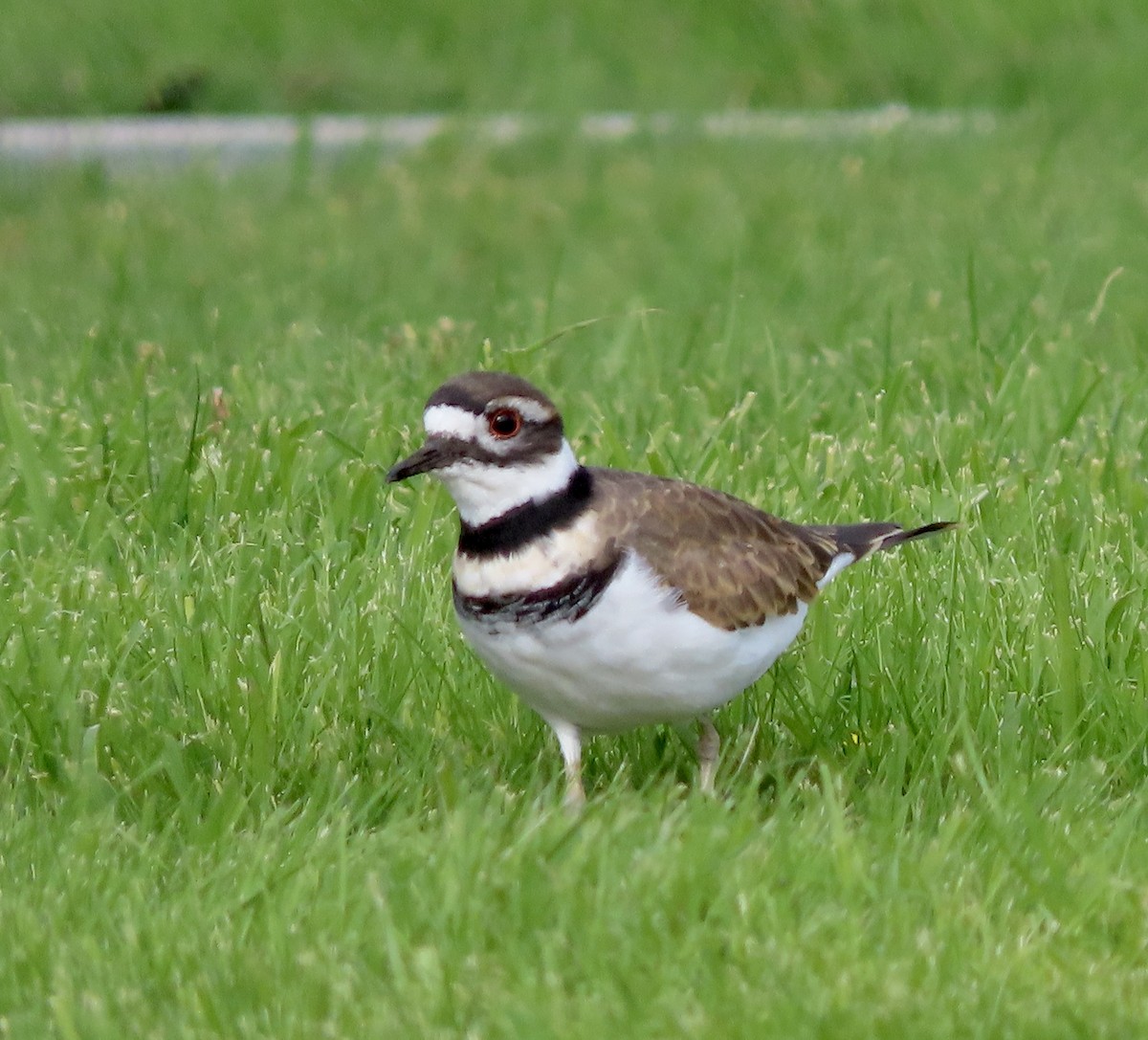 Killdeer - ML609525192