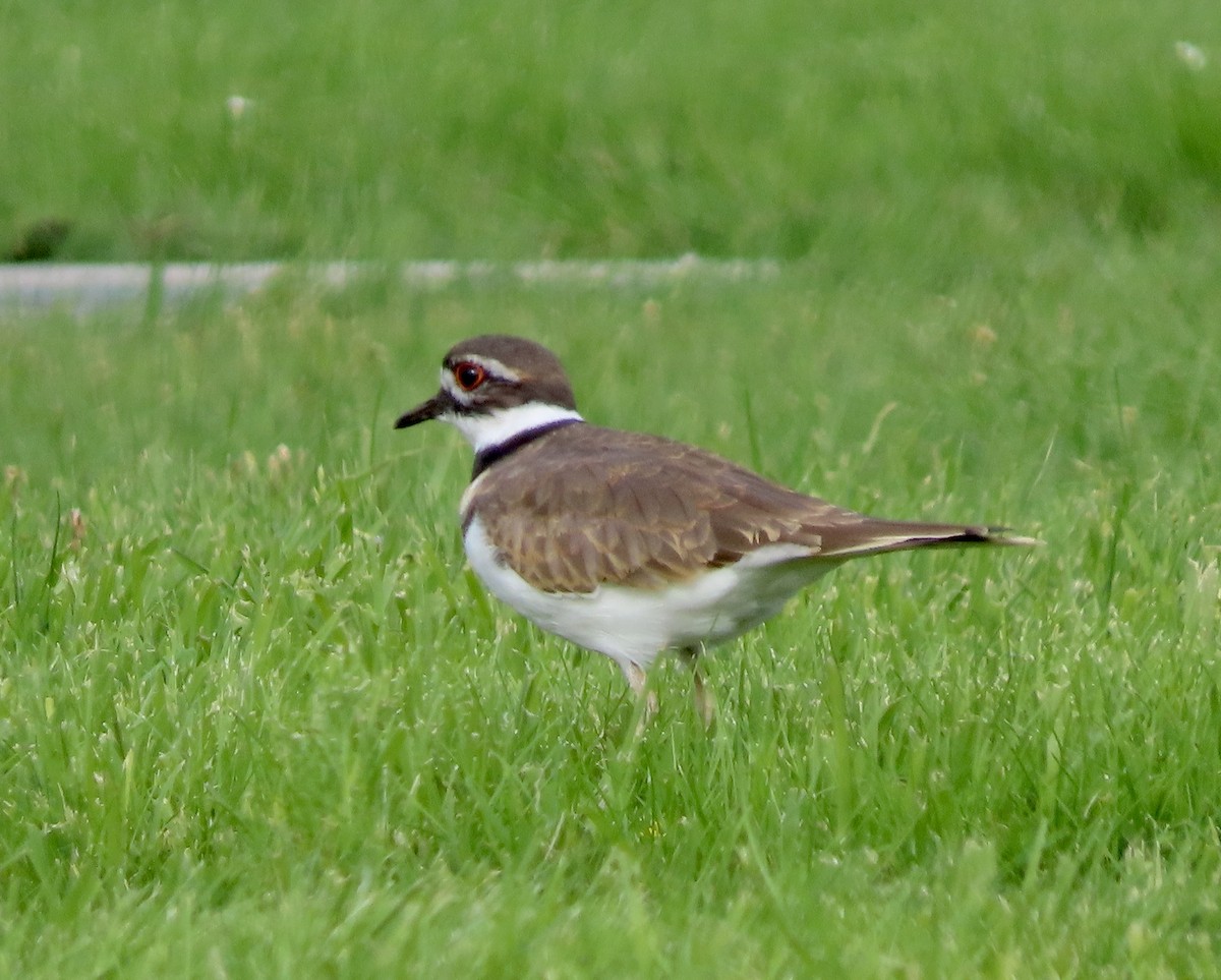 Killdeer - ML609525193