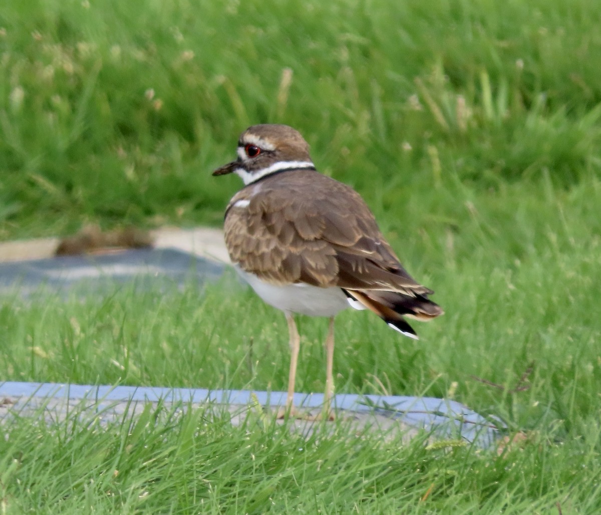 Killdeer - ML609525195