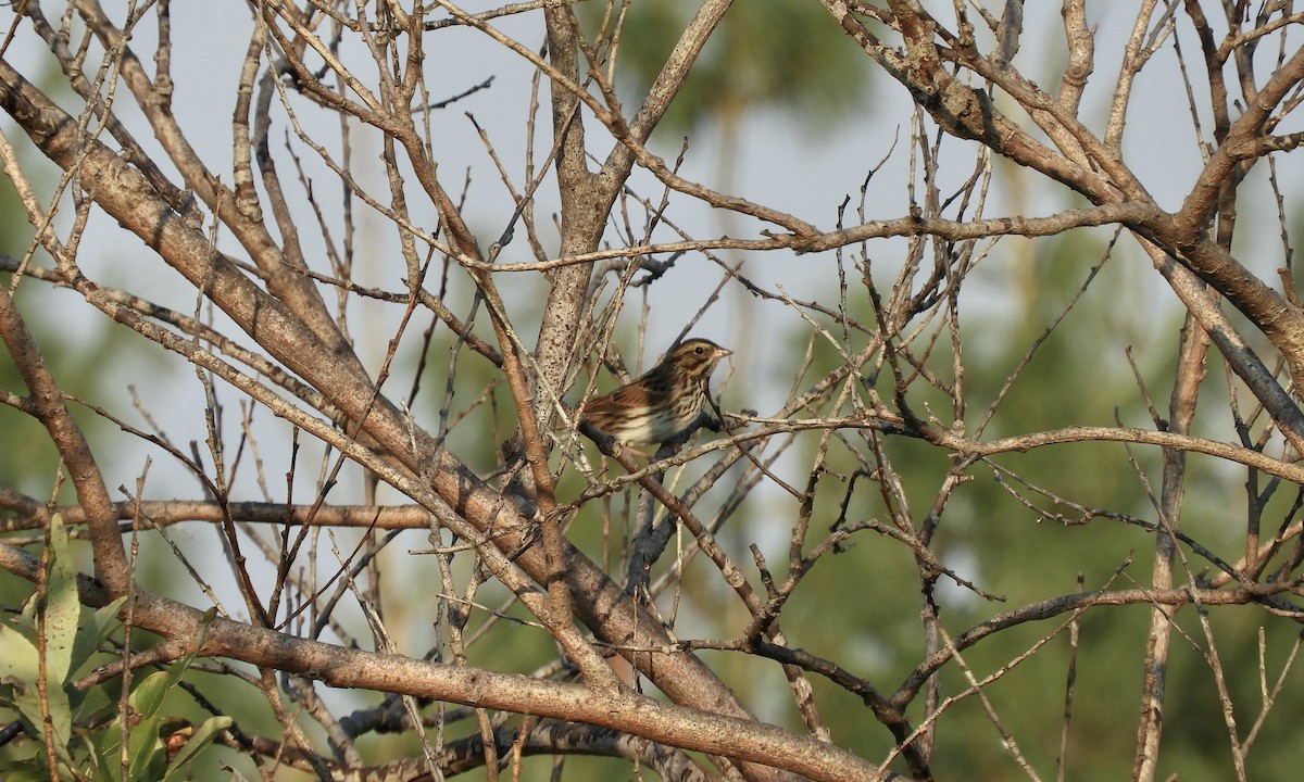 Savannah Sparrow - ML609525216