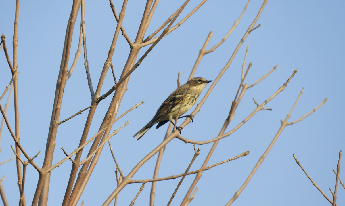 Yellow-rumped Warbler - ML609525223