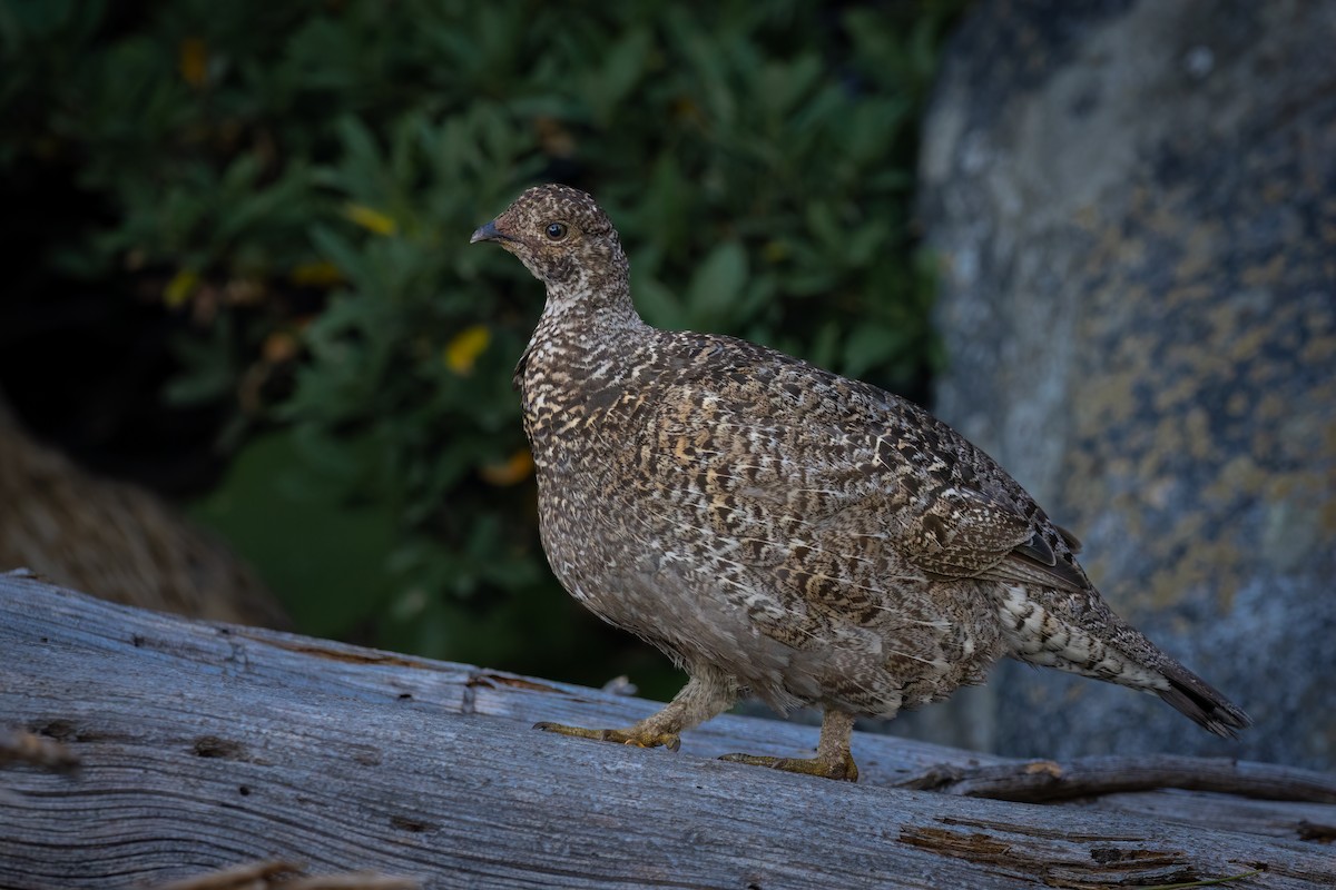 Sooty Grouse - ML609525237