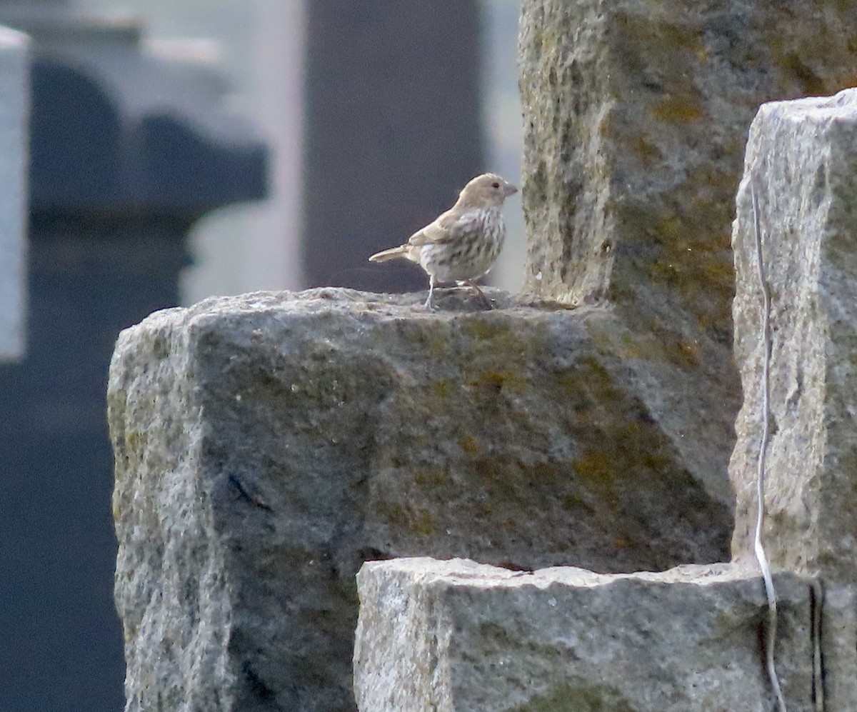 House Finch - ML609525245