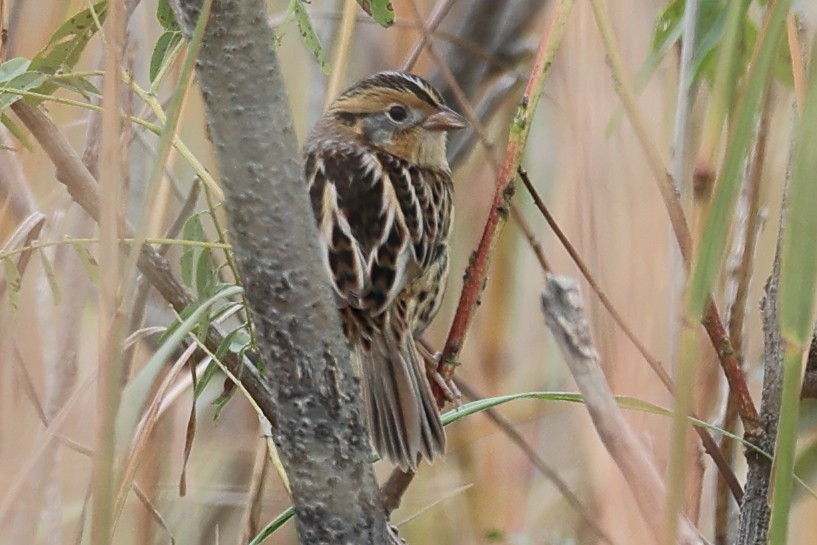 LeConte's Sparrow - ML609525273