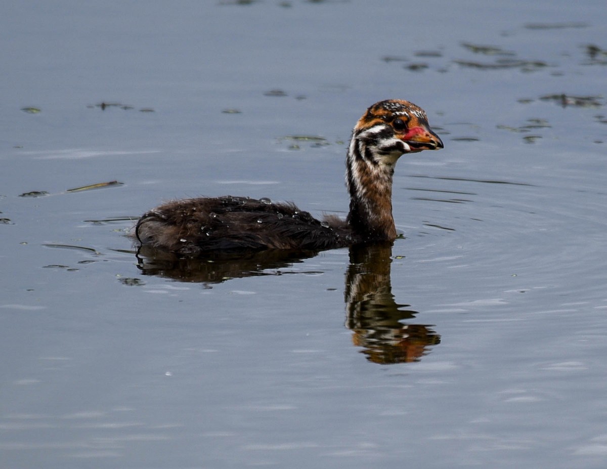 Pied-billed Grebe - ML609525284