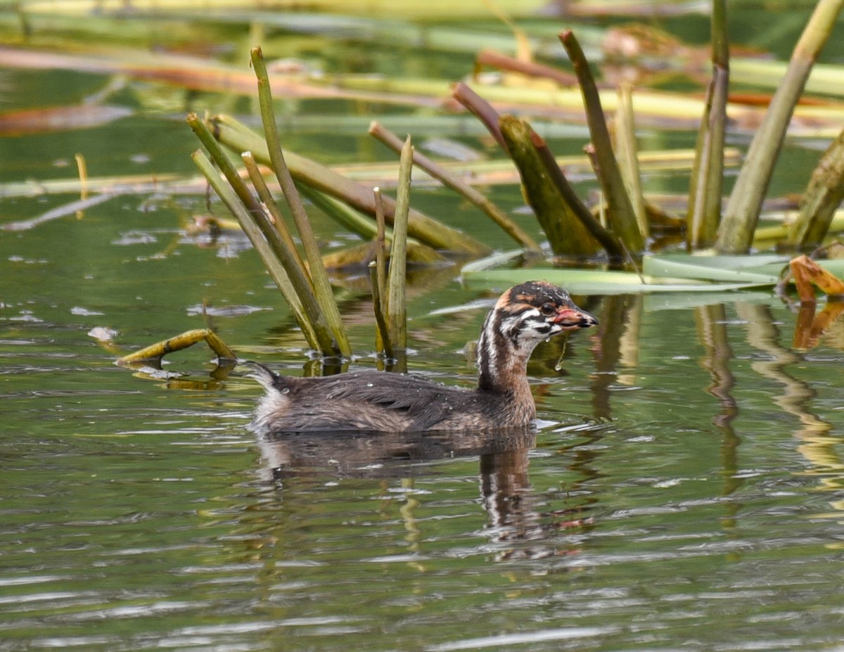 Pied-billed Grebe - ML609525285