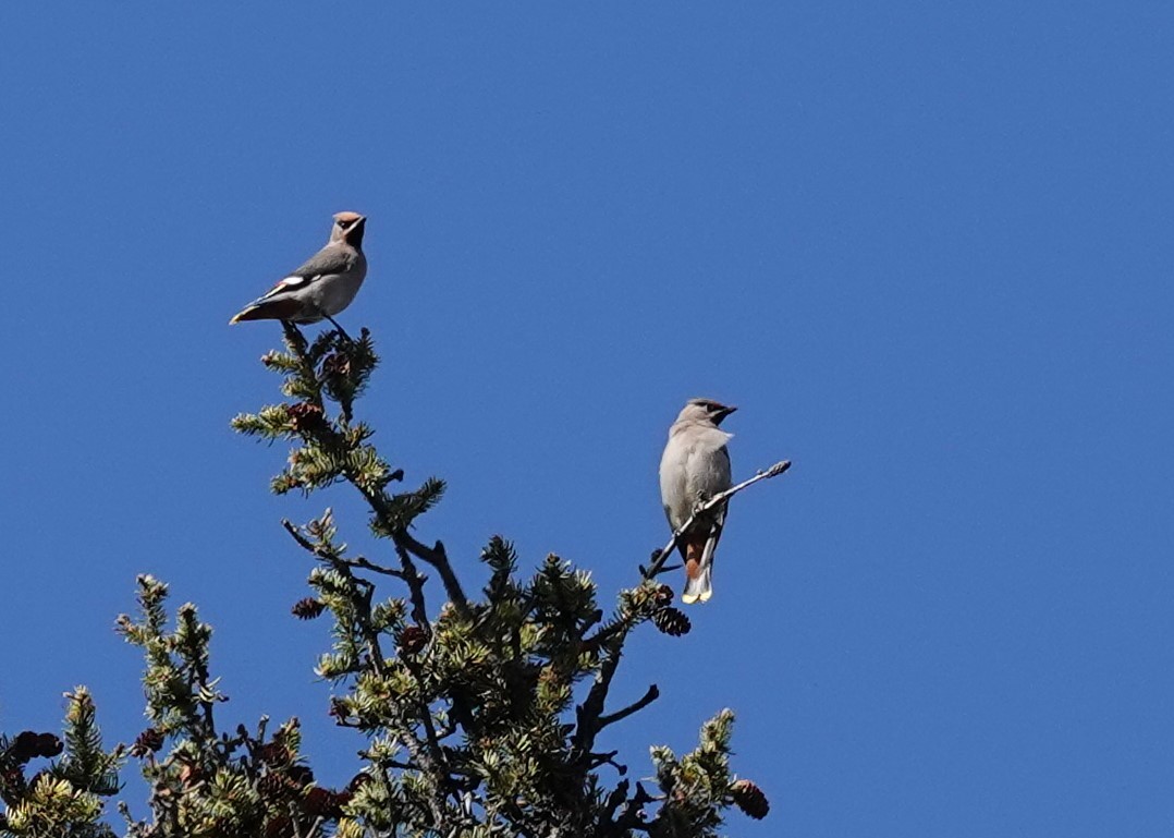 Bohemian Waxwing - ML609525343