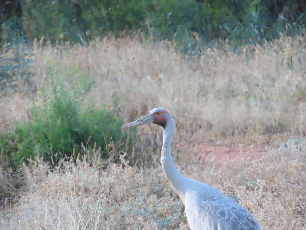 Grulla Brolga - ML609525349