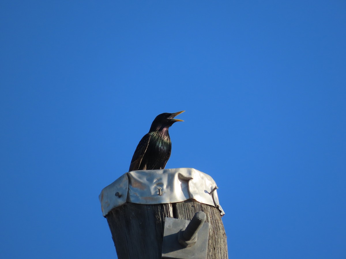 European Starling - ML609525426