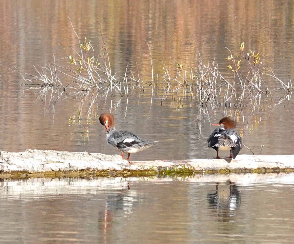 Common Merganser - ML609525444