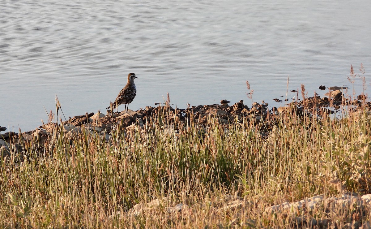 American Golden-Plover - Cassandra Bosma