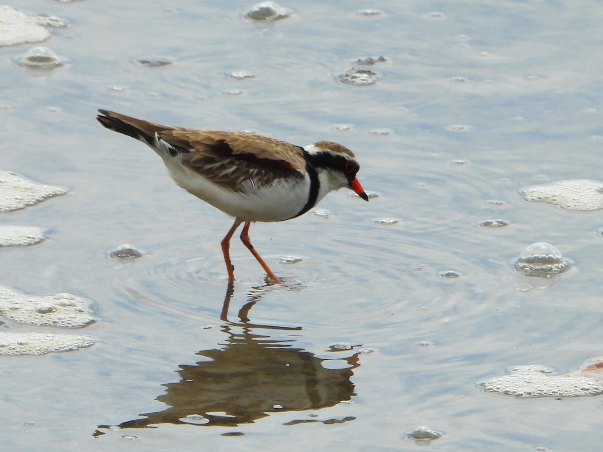 Black-fronted Dotterel - ML609525617