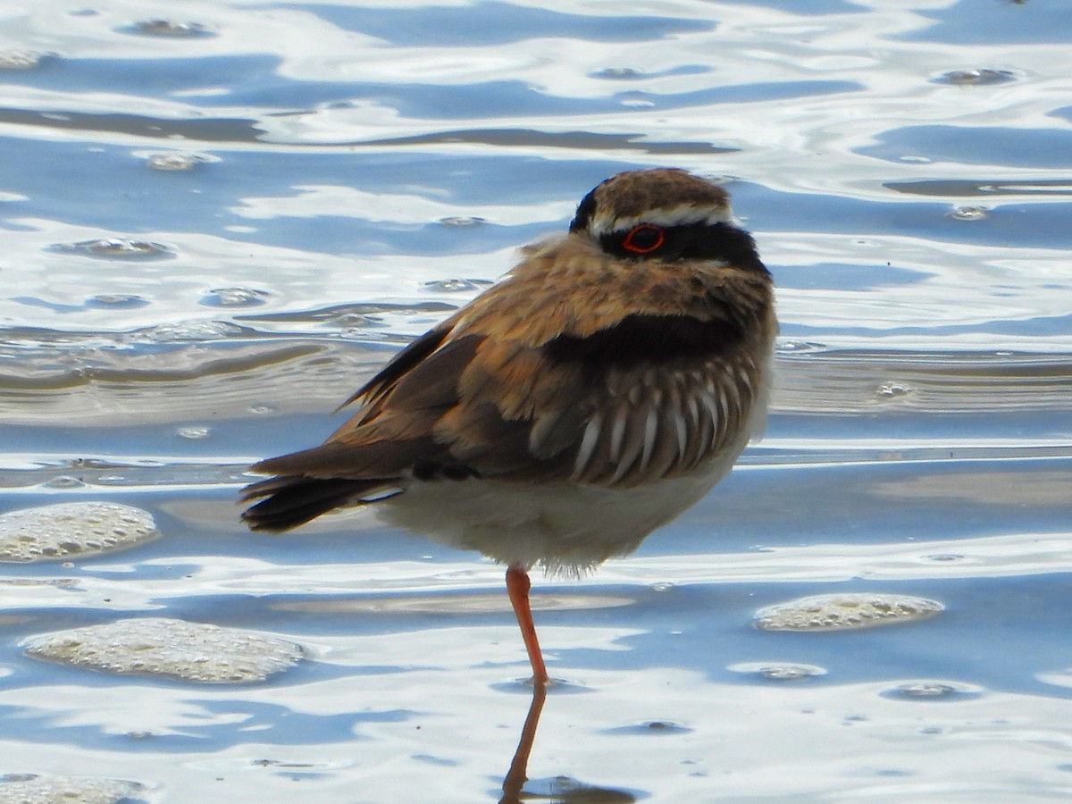 Black-fronted Dotterel - ML609525618