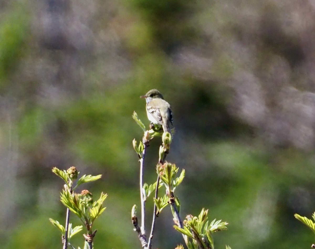 Alder Flycatcher - ML609525657