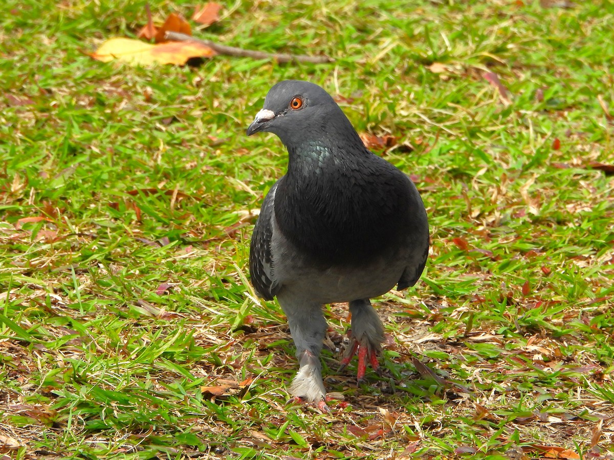 Rock Pigeon (Feral Pigeon) - ML609525662