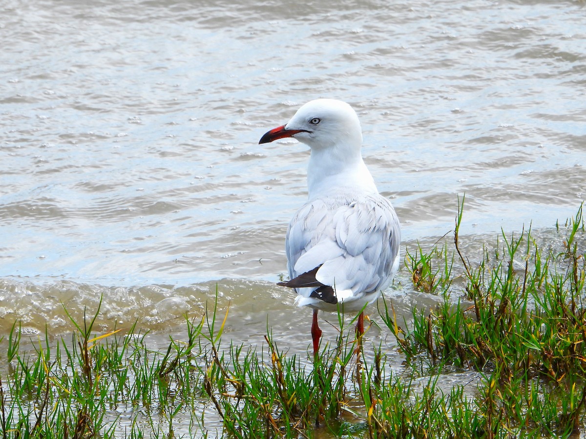 Silver Gull (Silver) - ML609525671