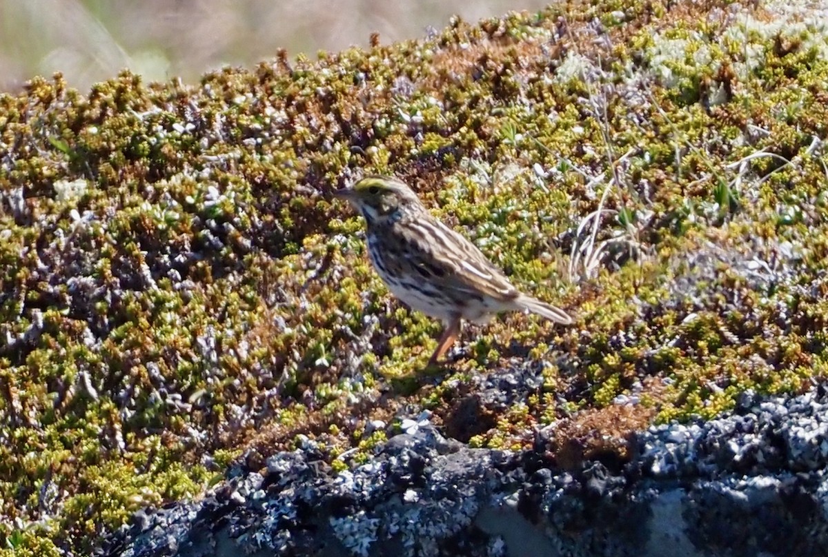 Savannah Sparrow - John Anderson