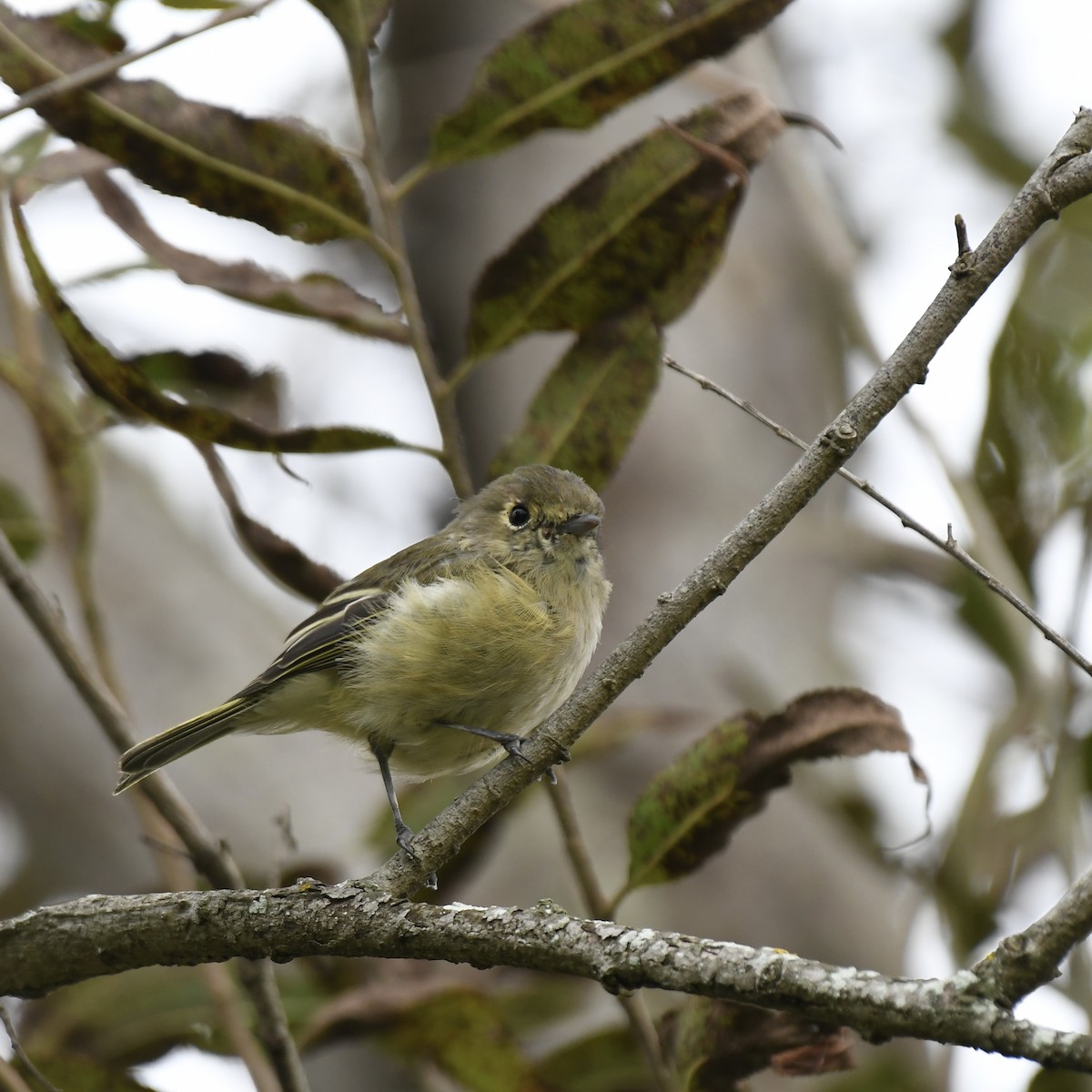 Hutton's Vireo - Caleb P.