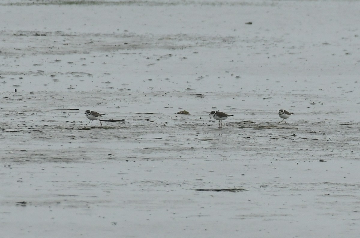 Semipalmated Plover - ML609525731