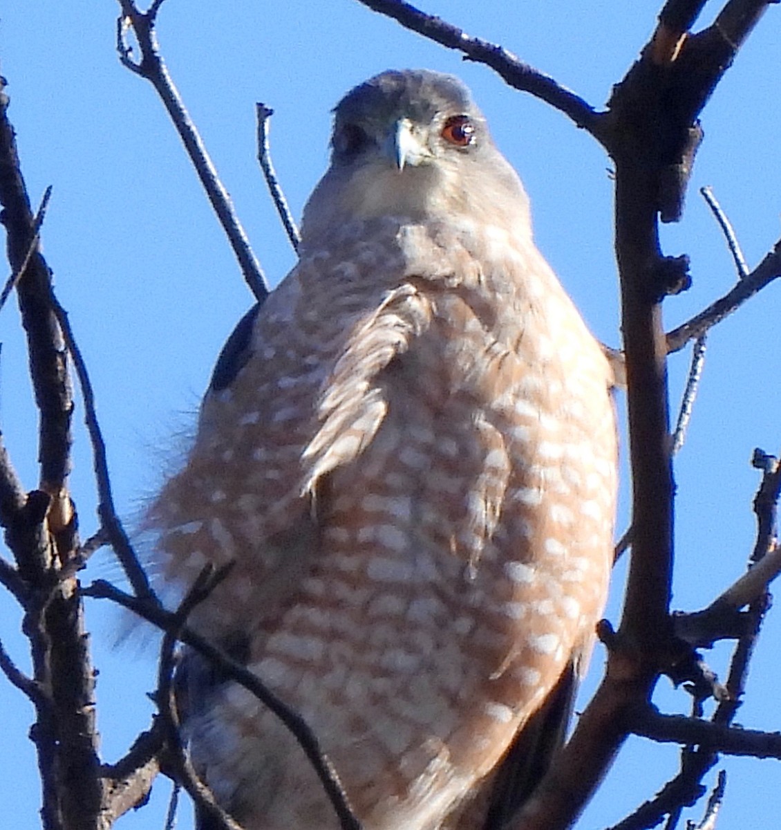 Cooper's Hawk - Charity Hagen