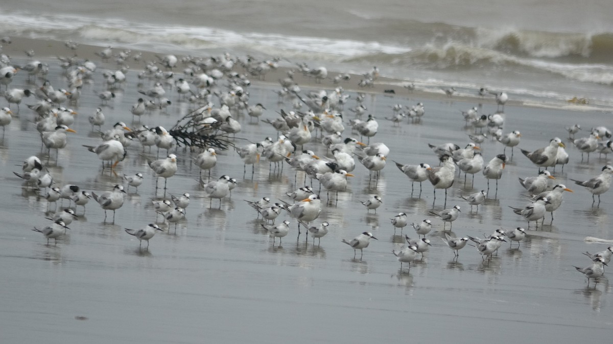 Little Tern - ML609525735