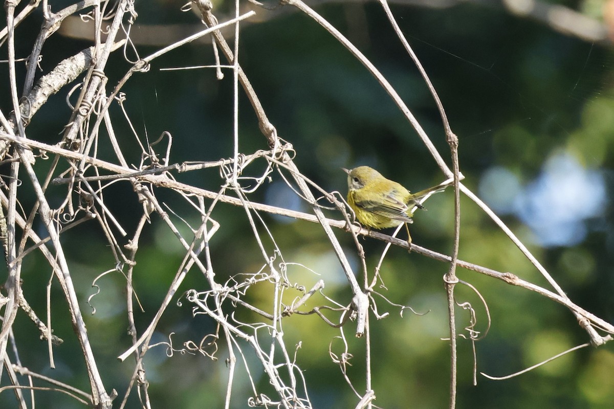 Prairie Warbler - ML609525783