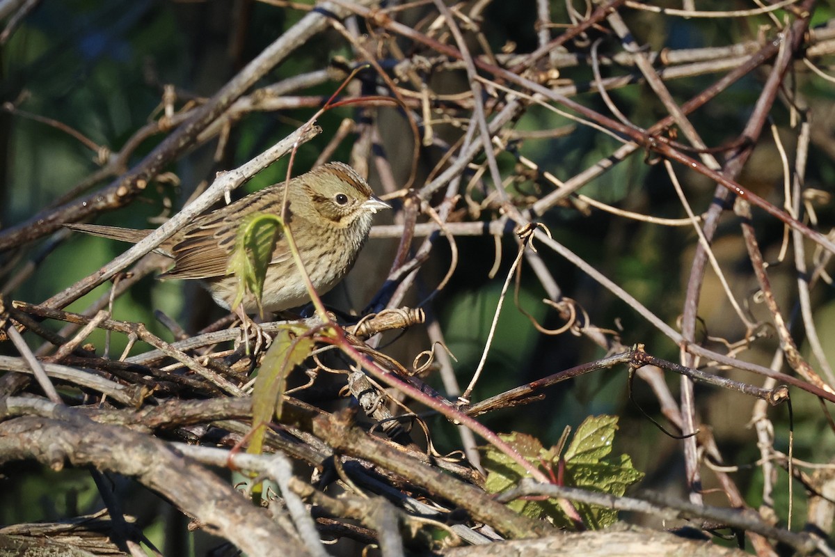 Lincoln's Sparrow - ML609525804