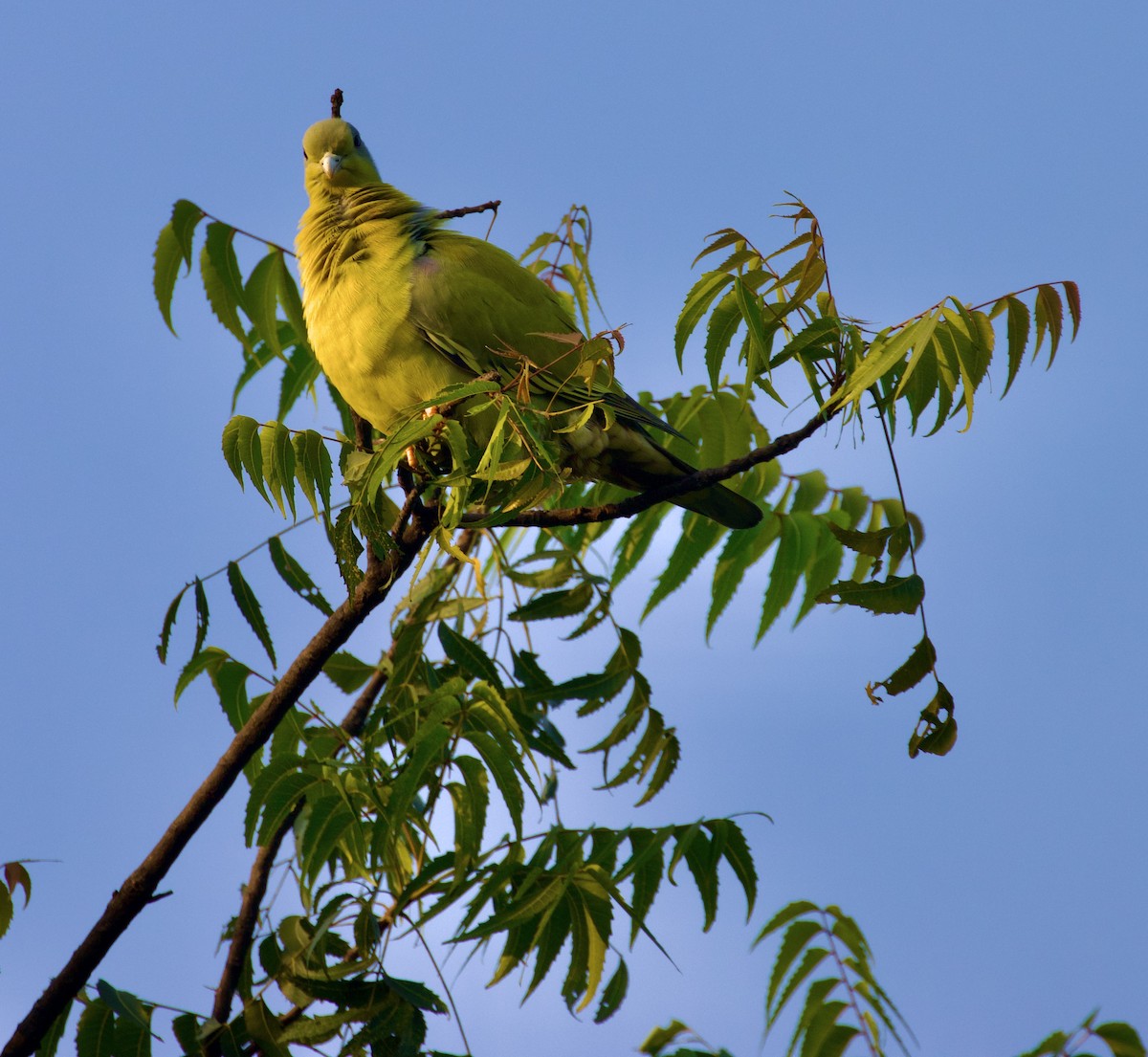 Yellow-footed Green-Pigeon - ML609525825