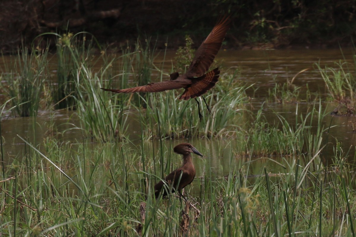 Hamerkop - ML609525845