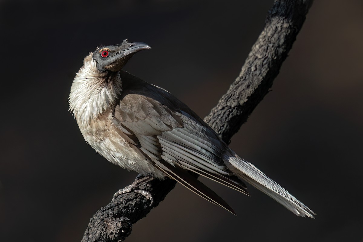 Noisy Friarbird - ML609525898